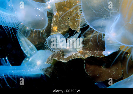 Lion Nacktschnecken, Melibe leonina, auf Giant kelp, British Columbia, Pazifischer Ozean Stockfoto