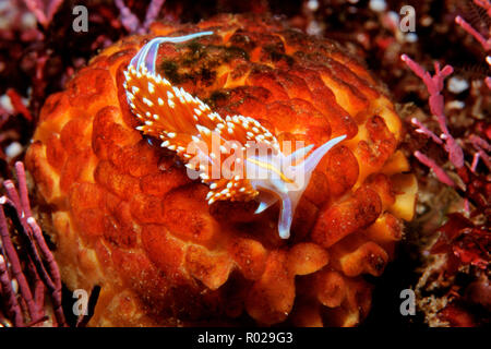 Dicke gehörnten aeolid, Hermissenda crassicornis, Kalifornien, Pazifischer Ozean Stockfoto