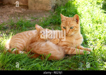 Ingwer Ingwer Katze und Kätzchen im Gras liegend Stockfoto