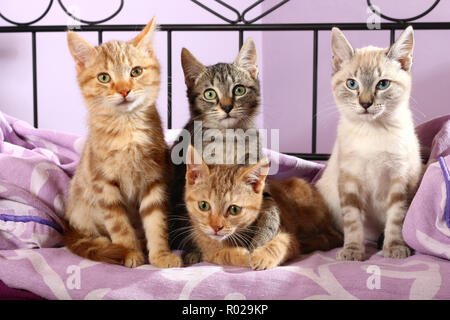 4 Kätzchen, 9 Wochen alt, der lag auf einem Bett (2 rot gestromt, schwarz gestromt, Seal Tabby Point) Stockfoto