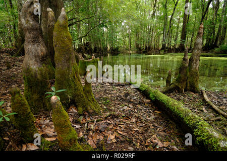 Kahlen Zypresse, Chickenbranch distichum Taxodium distichum, Spülbecken, Wakulla County, North Florida Stockfoto