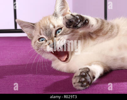 Hauskatze, 3 Monate alt, Seal Tabby Point, Gähnen Stockfoto