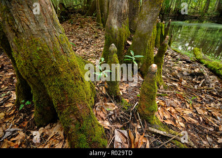 Kahlen Zypresse, Chickenbranch distichum Taxodium distichum, Spülbecken, Wakulla County, North Florida Stockfoto