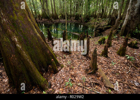 Kahlen Zypresse, Chickenbranch distichum Taxodium distichum, Spülbecken, Wakulla County, North Florida Stockfoto