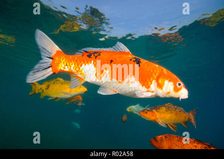 Koi sind Süßwasser Karpfen in Teichen angehoben Stockfoto