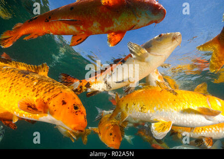 Koi sind Süßwasser Karpfen in Teichen angehoben Stockfoto