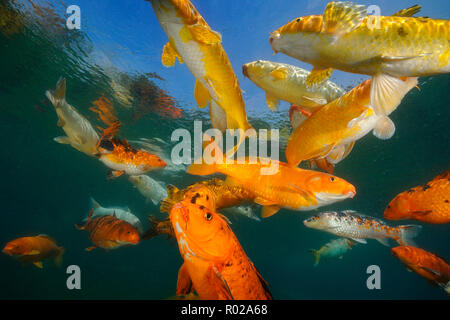 Koi sind Süßwasser Karpfen in Teichen angehoben Stockfoto