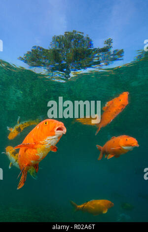 Koi sind Süßwasser Karpfen in Teichen angehoben Stockfoto