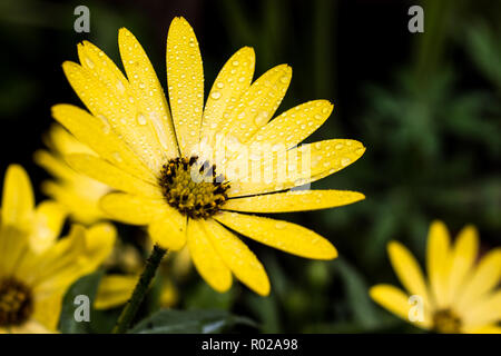 Detailansicht einer hellen gelben Daisy mit Wassertropfen auf die Blütenblätter, auf schwarzem Hintergrund Stockfoto