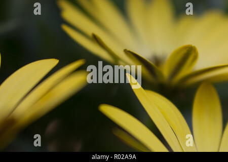 Closeup Soft Focus der Gelbe daisy Blütenblätter in unterschiedlichen Winkeln auf schwarzem Hintergrund Stockfoto