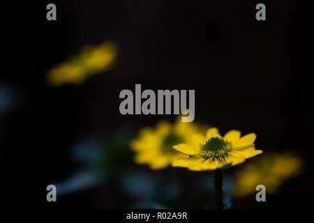 Gelbe Blütenköpfe in einem dunklen Moonlight garden Stockfoto