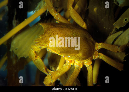 Northern kelp Krabben, Pugettia produkta, Kalifornien, Pazifischer Ozean Stockfoto