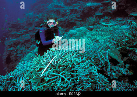 Meeresbiologen überwachen die Gesundheit der Korallenriffe, Fidschi, Pazifik Stockfoto