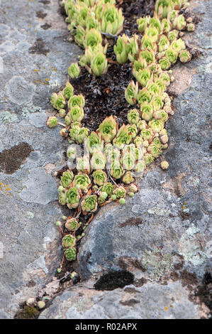 Echeveria wachsen auf den Stein. Die sukkulente Pflanze. Stockfoto