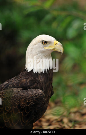 Weißkopfseeadler Haliaeetus Leucocephalus, Florida, in Gefangenschaft Stockfoto