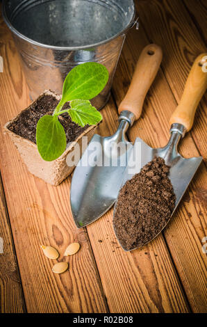 Sämlinge Zucchini und Gartengeräte auf eine Holzoberfläche Stockfoto