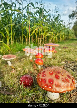 Gruppe von Fly agaric (Amanita muscaria) im Herbst, Hessen, Deutschland Stockfoto