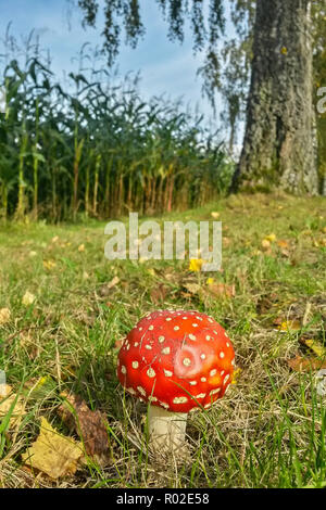 Fly agaric (Amanita muscaria) im Herbst, Hessen, Deutschland Stockfoto