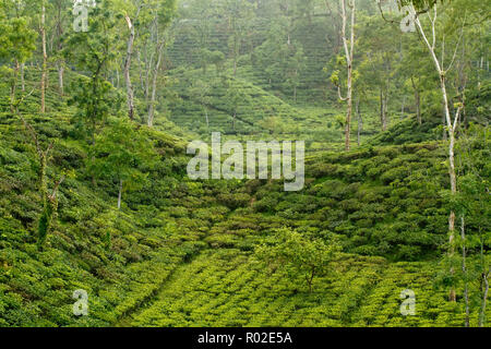Tee-Garten auf Srimangal. Moulvibazar, Bangladesch. Stockfoto