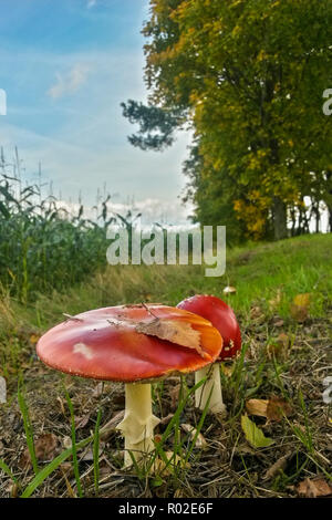 Gruppe von Fly agaric (Amanita muscaria) im Herbst, Hessen, Deutschland Stockfoto