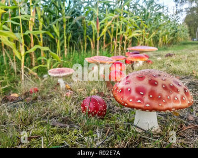 Gruppe von Fly agaric (Amanita muscaria) im Herbst, Hessen, Deutschland Stockfoto