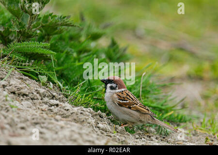 Feldsperling (Passer montanus), Erwachsene foreaging, Deutschland Stockfoto