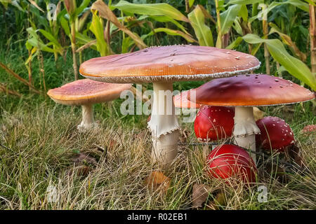 Gruppe von Fly agaric (Amanita muscaria) im Herbst, Hessen, Deutschland Stockfoto