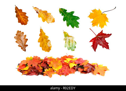 Sammlung schön bunte Herbstblätter auf weißen Hintergrund isoliert Stockfoto