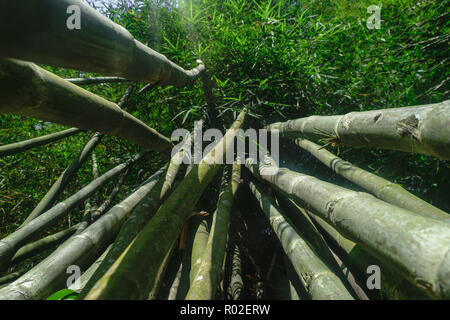 Die Aussicht von der Masse der Grünen und Big bamboo Baumstämme im Regenwald Stockfoto