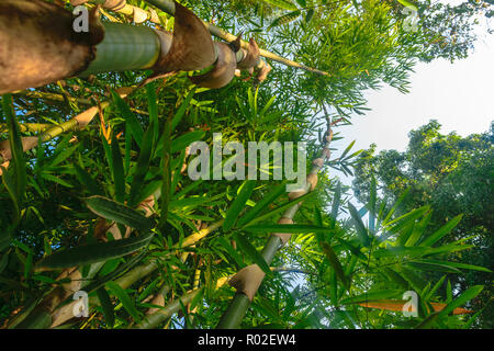 Die Aussicht von der Masse der Grünen und Big bamboo Baumstämme im Regenwald Stockfoto