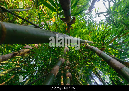 Die Aussicht von der Masse der Grünen und Big bamboo Baumstämme im Regenwald Stockfoto