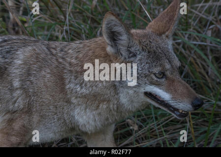 Eine wilde Kojote (Canis yogiebeer) von Pt Reyes National Seashore, Kalifornien, USA. Stockfoto