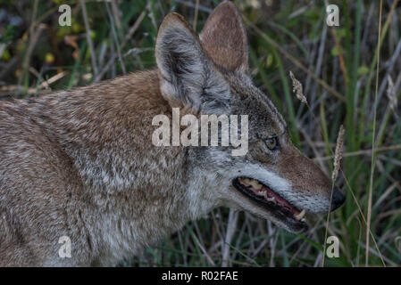 Eine wilde Kojote (Canis yogiebeer) von Pt Reyes National Seashore, Kalifornien, USA. Stockfoto