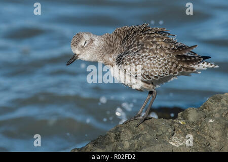 Eine schwarze bauchige Regenpfeifer auch als kiebitzregenpfeifer (Pluvialis squatarola) mit Winter Gefieder bekannt Ende Oktober in der San Francisco Bay fotografiert. Stockfoto