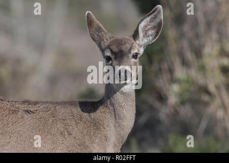 Die blacktail Rotwild (Odocoileus hemionus columbianus) eine subsepcies von Hirsch. In Point Reyes National Seashore, Kalifornien, USA fotografiert. Stockfoto