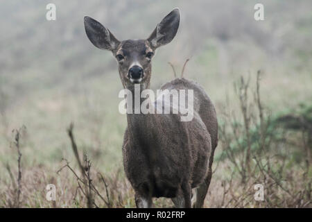 Die Schwarze tailed deer (Odocoileus hemionus columbianus) ist eine Unterart der Rehe, diese an einem nebligen Nachmittag im Pt Reyes fotografiert wurden. Stockfoto