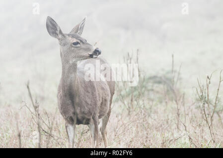 Die Schwarze tailed deer (Odocoileus hemionus columbianus) ist eine Unterart der Rehe, diese an einem nebligen Nachmittag im Pt Reyes fotografiert wurden. Stockfoto