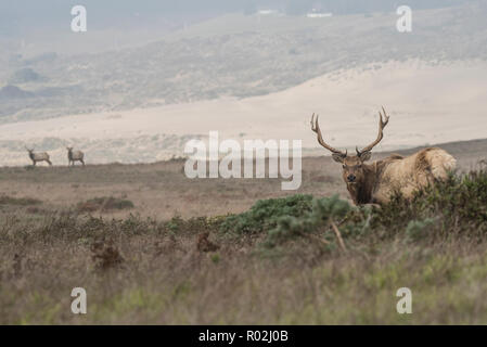 Tule elk (Cervus canadensis nannodes) eine Unterart endemisch in Kalifornien ging einmal fast ausgestorben, heute sind sie leicht bei Pt gesehen werden kann. Reyes, CA. Stockfoto