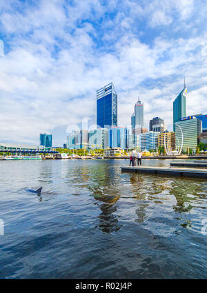 Eine Indopazifik grosser Tümmler (Tursiops aduncus) an Elizabeth Quay. Perth, Australien Stockfoto