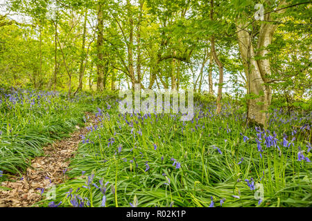 Öffentlichen Fußweg durch die Feder Wald bedeckt mit bluebells, Bluebell Woods in der Nähe von Coventry, Warwickshire, England, Großbritannien Stockfoto