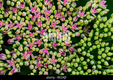 Schönen Sommer Blume mit rosa lila violett Kanten und Hellgrün Blütenblätter Stockfoto