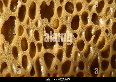 Schwamm Oberfläche Hintergrund, extreme Makro von Big poröse trockenen Schwamm bizarr aussehen Stockfoto