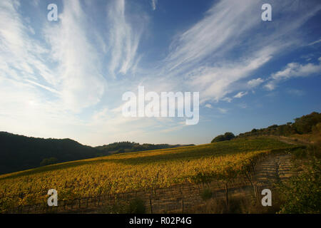 Weinberg in Monterongriffoli, in der Nähe von Montalcino in der Provinz Siena, Toskana, Italien Stockfoto