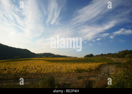 Weinberg in Monterongriffoli, in der Nähe von Montalcino in der Provinz Siena, Toskana, Italien Stockfoto