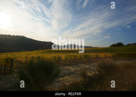 Weinberg in Monterongriffoli, in der Nähe von Montalcino in der Provinz Siena, Toskana, Italien Stockfoto