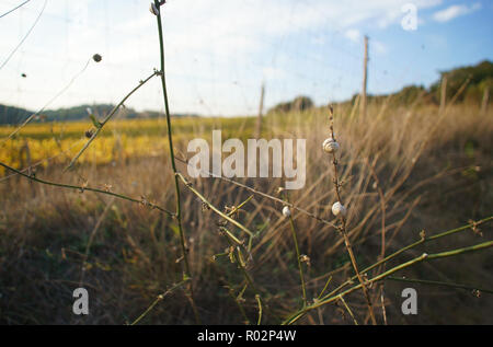 Weinberg in Monterongriffoli, in der Nähe von Montalcino in der Provinz Siena, Toskana, Italien Stockfoto