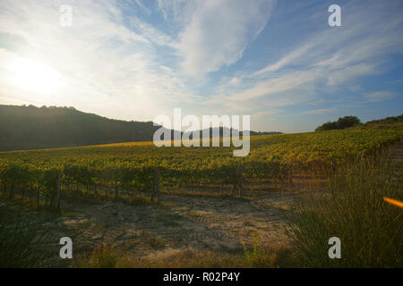 Weinberg in Monterongriffoli, in der Nähe von Montalcino in der Provinz Siena, Toskana, Italien Stockfoto