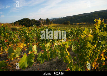 Weinberg in Monterongriffoli, in der Nähe von Montalcino in der Provinz Siena, Toskana, Italien Stockfoto