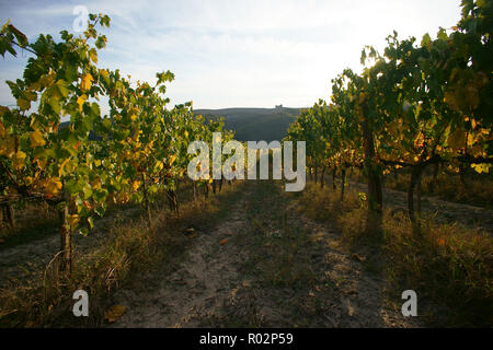 Weinberg in Monterongriffoli, in der Nähe von Montalcino in der Provinz Siena, Toskana, Italien Stockfoto