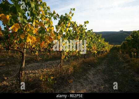 Weinberg in Monterongriffoli, in der Nähe von Montalcino in der Provinz Siena, Toskana, Italien Stockfoto